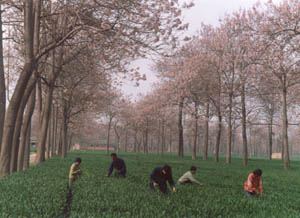 Paulownia Intercropping: A Practical Agroforestry Guide