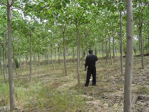 Afforestation characteristics of different types of paulownia