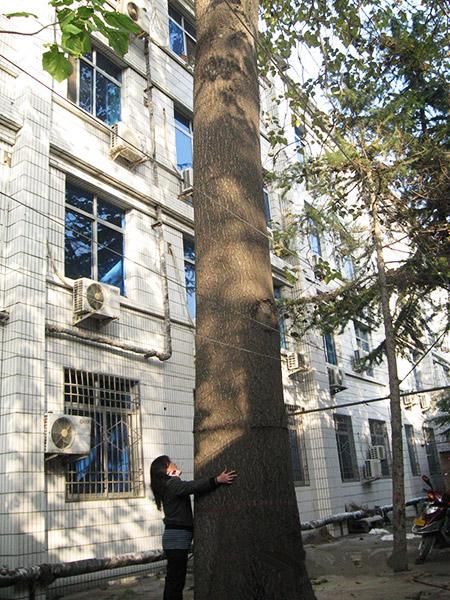 About chinese paulownia | Cultivation Technology of Paulownia