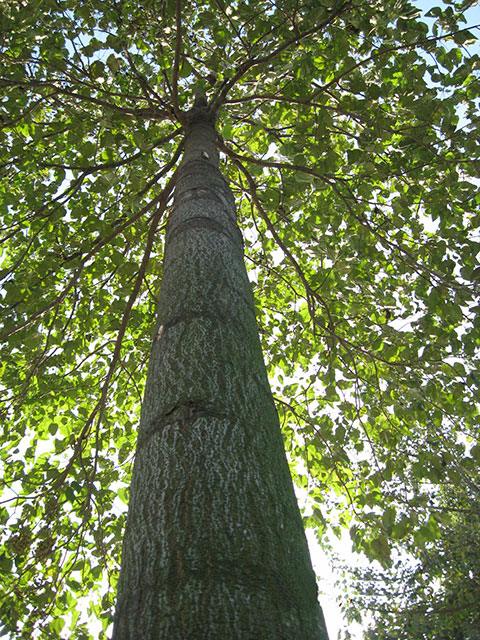 Characteristic of material quality | Cultivation Technology of Paulownia
