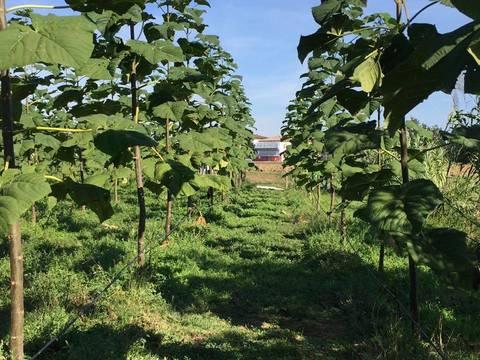 The "Paulownia Network" is born and grows