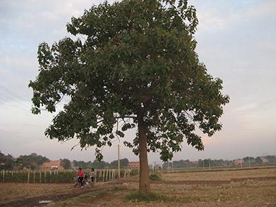 Four species of wild-type Paulownia