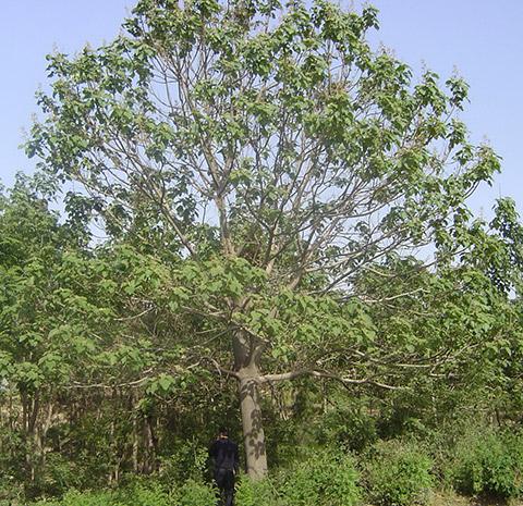 What are the possible consequences of improper selection of Paulownia varieties?
