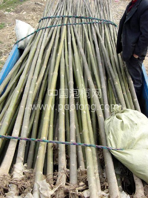 Different site conditions and climates have different choices of paulownia seedlings