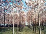 In which season is Paulownia afforestation carried out?