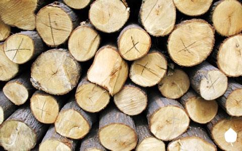 Artificial afforestation of paulownia | Cultivation Technology of Paulownia