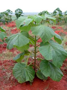 Selection of paulownia afforestation land | Cultivation Technology of Paulownia
