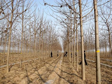 Planting density of paulownia afforestation | Cultivation Technology of Paulownia