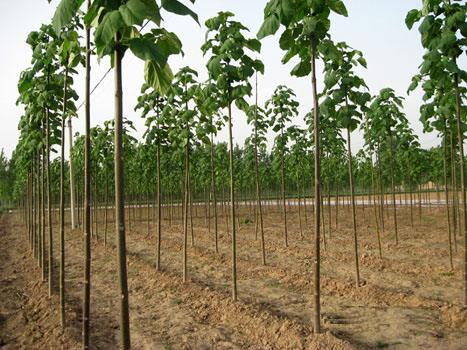 Initial planting density of paulownia afforestation
