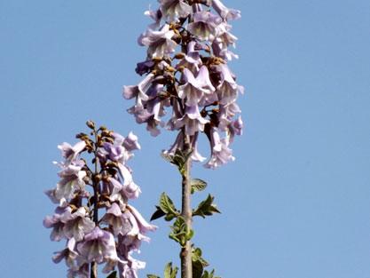 Season of paulownia afforestation | Cultivation Technology of Paulownia