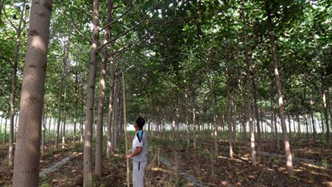 Paulownia's value in human society