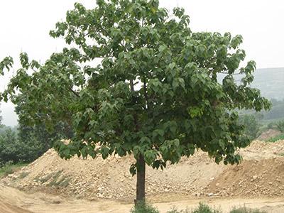 Species of paulownia | Cultivation Technology of Paulownia