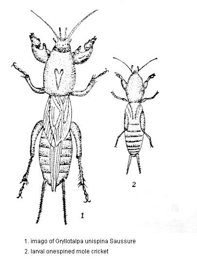 Hauptschädlinge der Paulownie