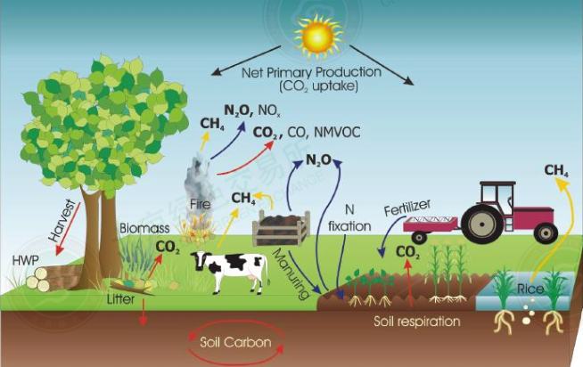 Afforestation by carbon sinks is a big business with broad prospects