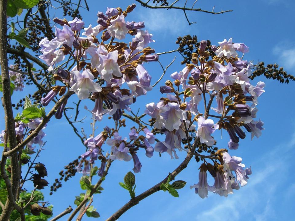 Why Shaanxi Leads in Paulownia Cultivation Technology