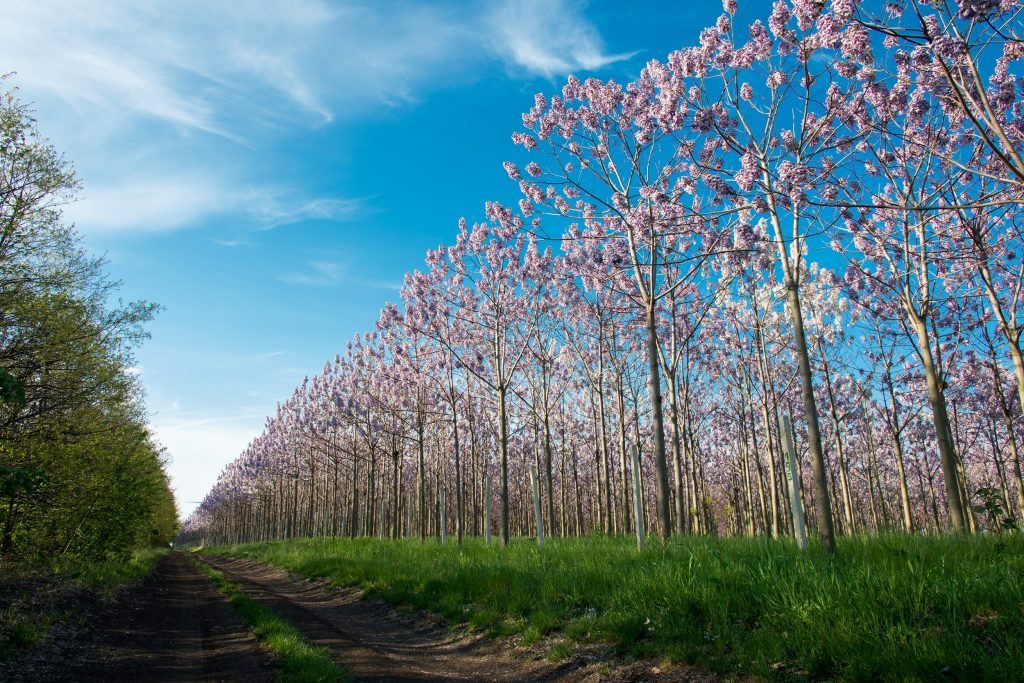 Paulownia plantation in Shaanxi, China