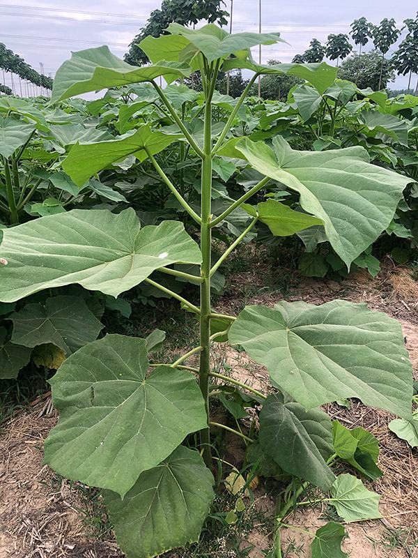 Irrigation Intervals and Mulching for Paulownia Saplings