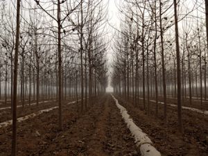 Artificial afforestation of Paulownia