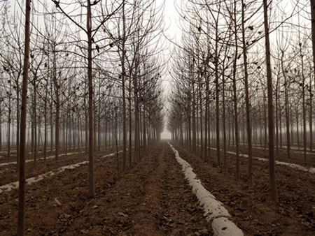 Paulownia artificial forest