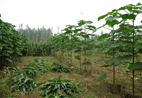 Paulownia intercropped with cron