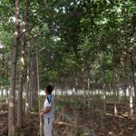 Pruning of paulownia