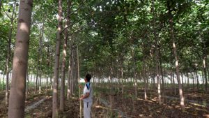 How to reduce planting cost of Paulownia commercial forest?