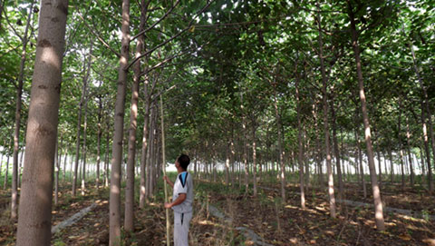 Pruning of paulownia