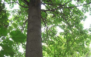 Important factors affecting the output of Paulownia wood