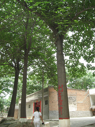 Chinese Paulownia