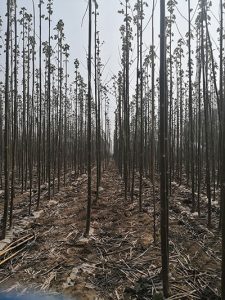 How to recognize the pure Shan Tong saplings?