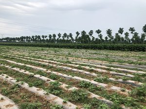 The influence of different soil properties on the growth of paulownia