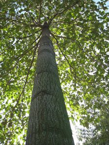 Is Paulownia fast growing?