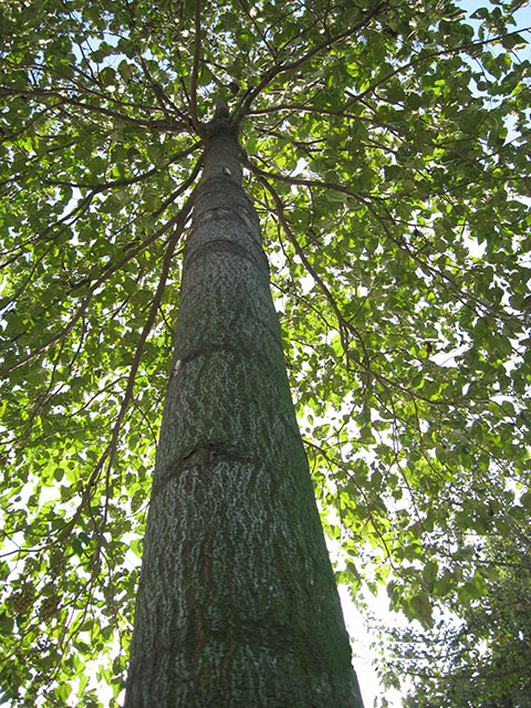 paulownia wood paulownia wood
