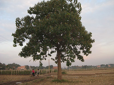 Paulownia catalpifolia Gong Tong