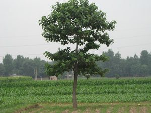 What is Paulownia elongata?