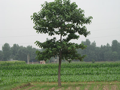 Paulownia elongata S. Y. Hu