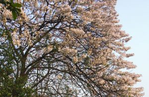 Four species of wild-type Paulownia