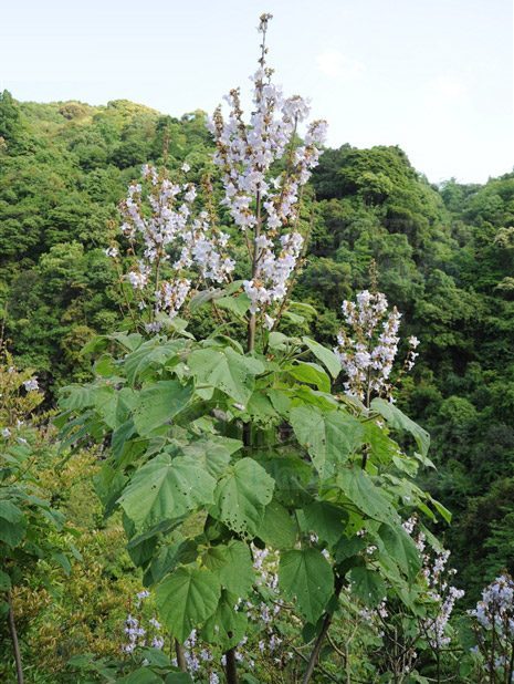 Paulownia kawakamii Ito