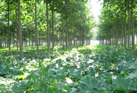 paulownia forest