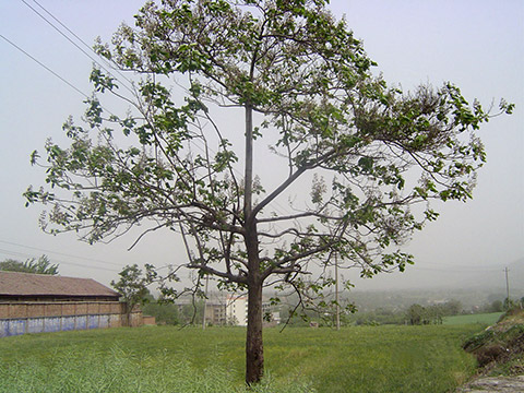 For the intermittently-dried paulownia seeds, after 5 years of planting, two main trunks with a large difference in thickness between the upper and lower stems are formed, and the yield rate is low.