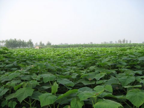 paulownia afforestation