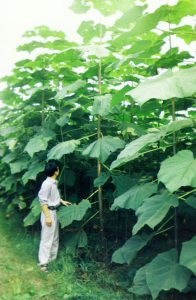 Why should Paulownia be pruned reasonably?