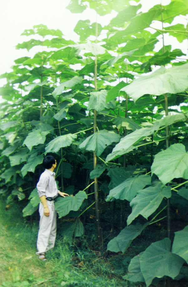 paulownia seedlings