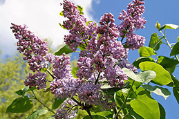 paulownia flowers