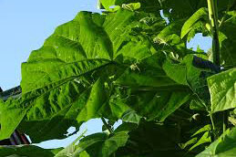 paulownia leaves