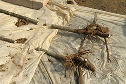 paulownia roots