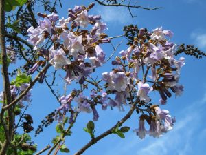 What content of paulownia afforestation will be affected by climate?