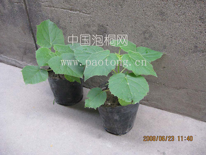 Paulownia container seedlings