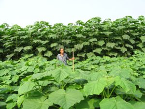 Is paulownia wood toxic?