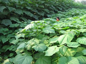 What are the main contents of technical preparations before the Paulownia silviculture?